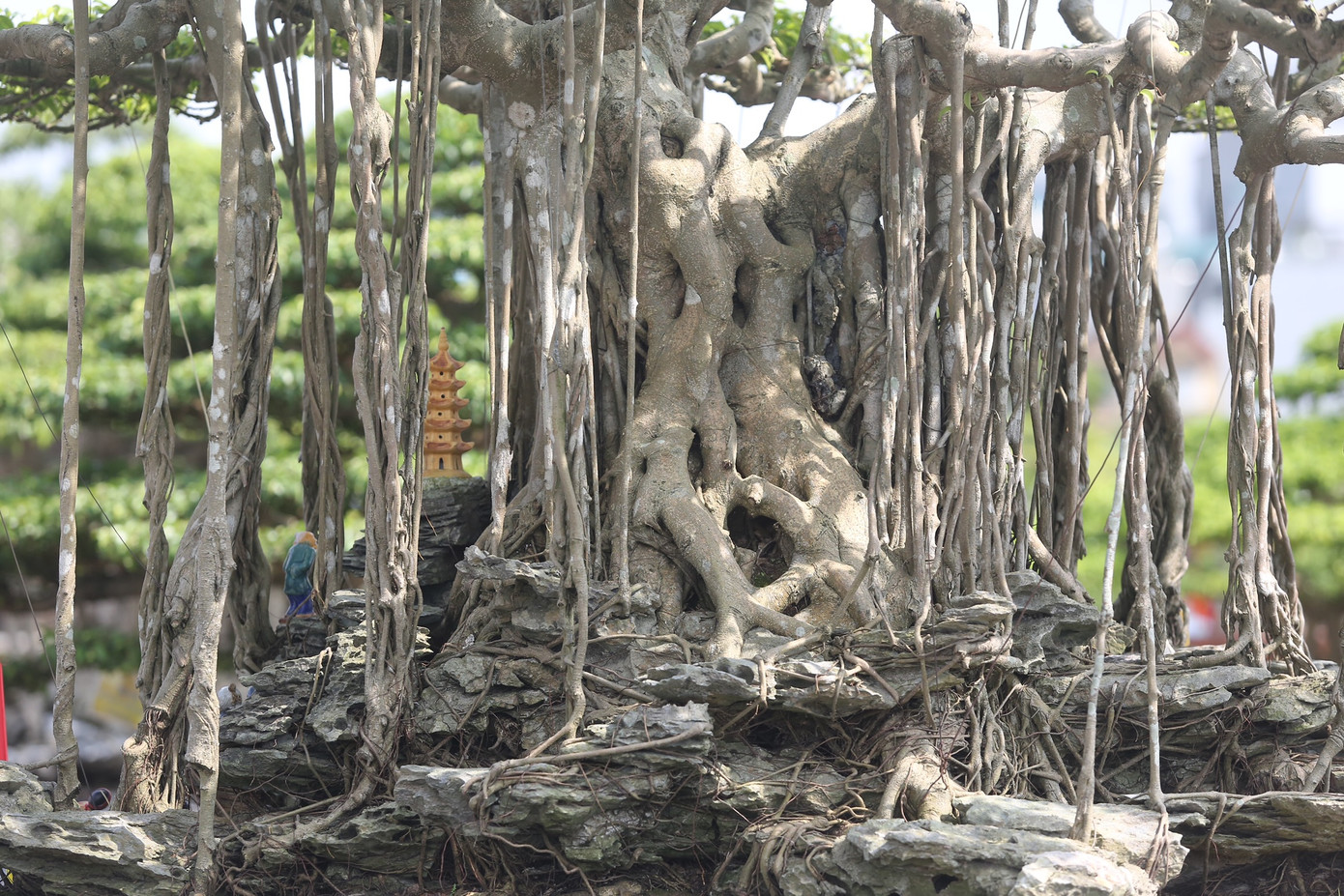 Bộ rễ, thân đồ sộ, độc đáo.
