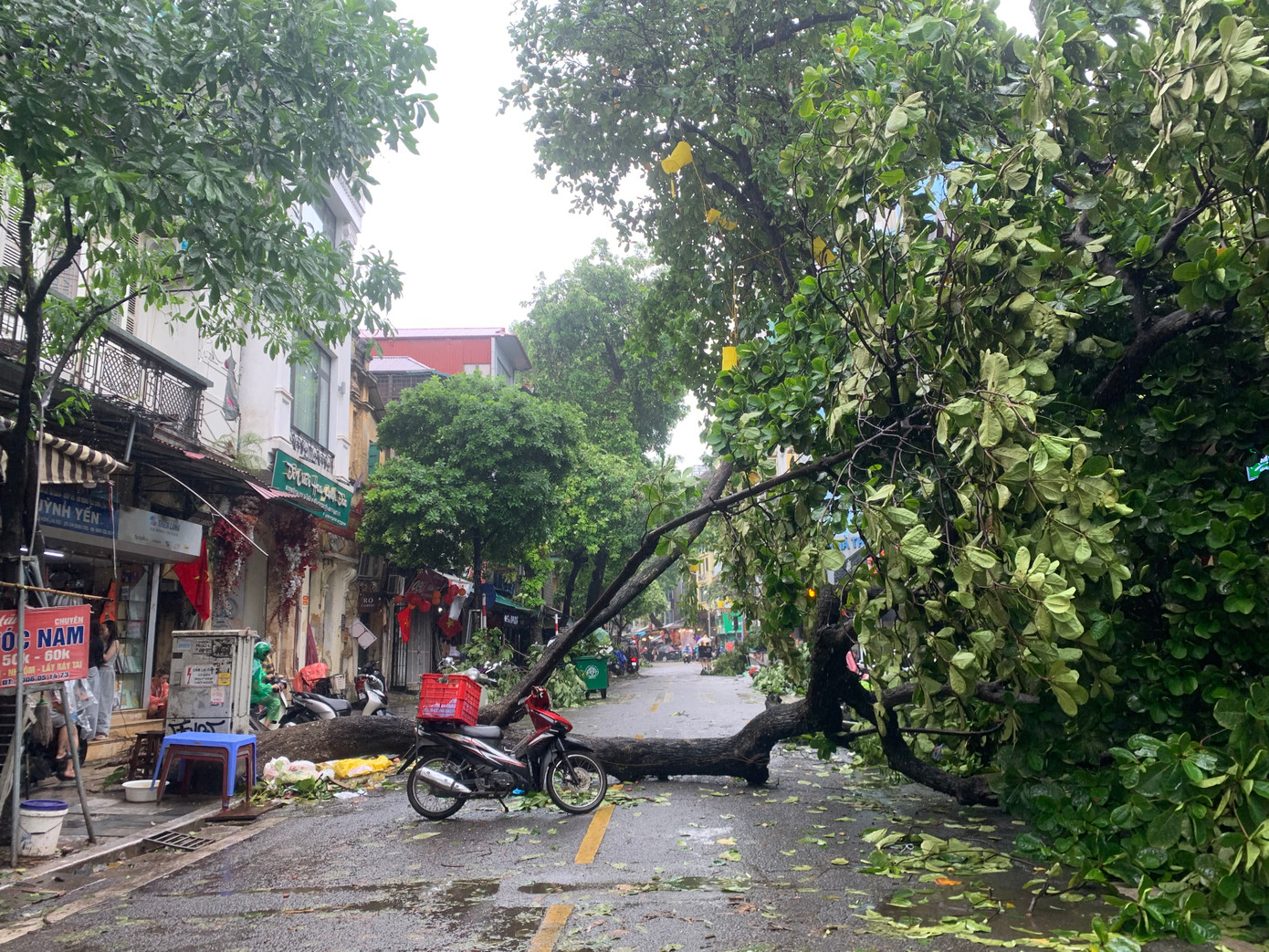 Cây bàng hơn 60 năm tuổi đổ trên phố Hàng Mã
