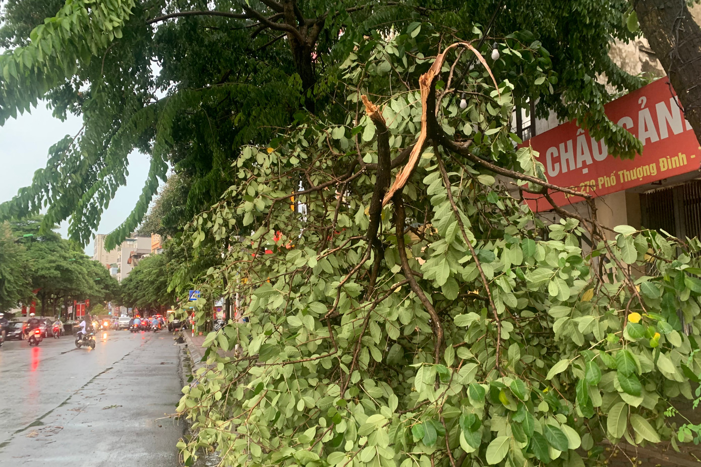 Nhiều cành cây gãy lộ ra thân mục rỗng. Nhiều cành cây gãy lộ ra thân mục rỗng.