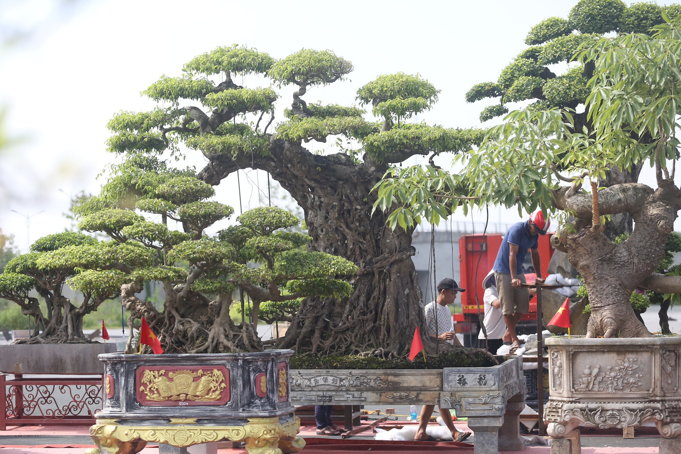 Một gốc cây cổ cao gần 3m được định giá hàng tỷ đồng.