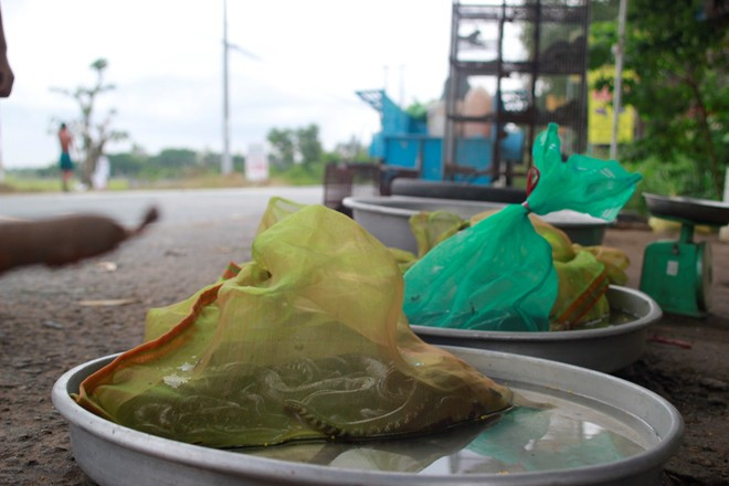 Các loại rắn bỏ trong bao cước được bày bán bên đường ở Củ Chi 