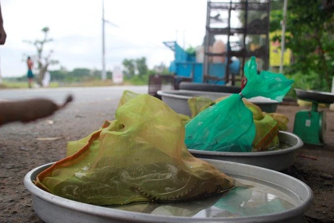 Các loại rắn bỏ trong bao cước được bày bán bên đường ở Củ Chi 