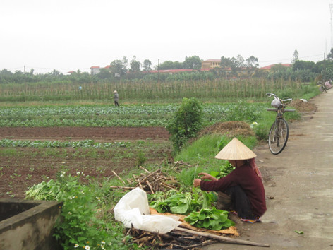 Việc đảm bảo rau an toàn vẫn chủ yếu dựa trên ý thức của người dân. Ảnh: Nguyễn Hoài