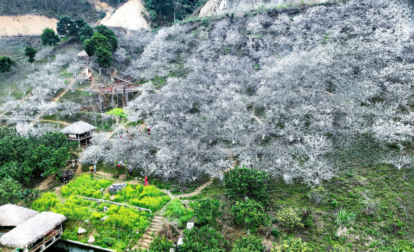 Nhìn từ trên cao, vườn mận Nà Héc như một tấm thảm trắng mềm mại trải dài dưới chân Đèo Cọ. Từng cụm hoa mận bung nở tạo nên khung cảnh thơ mộng giữa núi rừng Tuyên Quang.