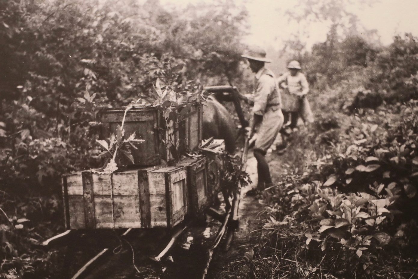 "Người Việt Nam đã tiến hành một chiến dịch hậu cần tuyệt hảo mà chúng ta cho là hoàn toàn không thể”, đó là lời nhận xét của những chuyên gia quân sự hàng đầu thế giới và cả tướng lĩnh của đội quân viễn chinh Pháp sau rất nhiều năm nhìn lại cuộc chiến Điện Biên Phủ.