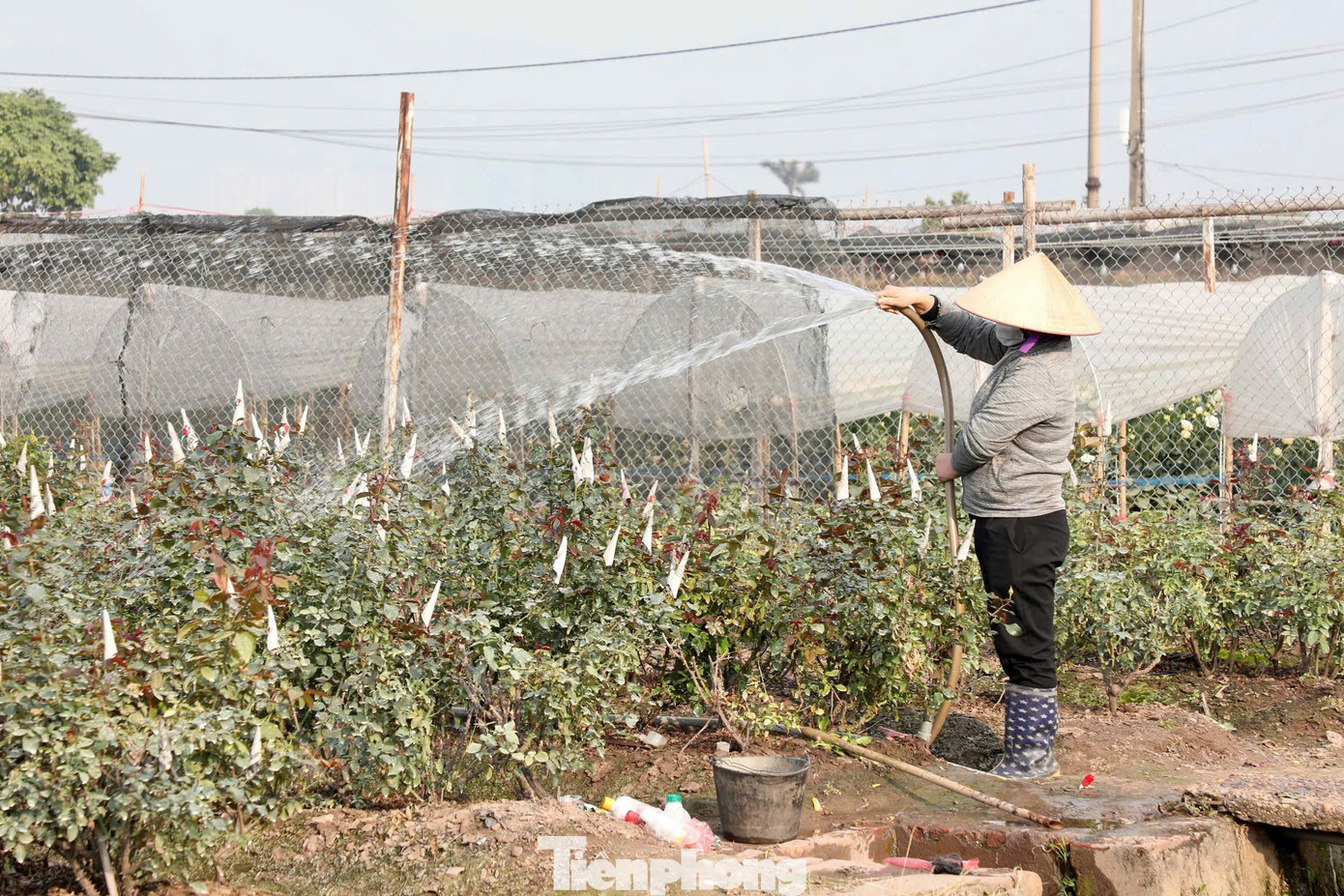 Nông dân tại làng hoa Tây Tựu tất bật chăm sóc, tưới tắm từng gốc hoa.
