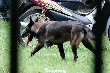 Một người đàn ông trung niên huấn luyện cho chó becgie tại công viên. Becgie là dòng chó hung dữ, hiếu chiến, nhiều người đã bị chúng cắn gây thương tích, thậm chí tử vong. Việc chủ nhận không tuân thủ quy định, dắt chó ra đường không đeo rọ mõm và thả rông tiềm ẩn nguy hiểm cao cho người xung quanh.