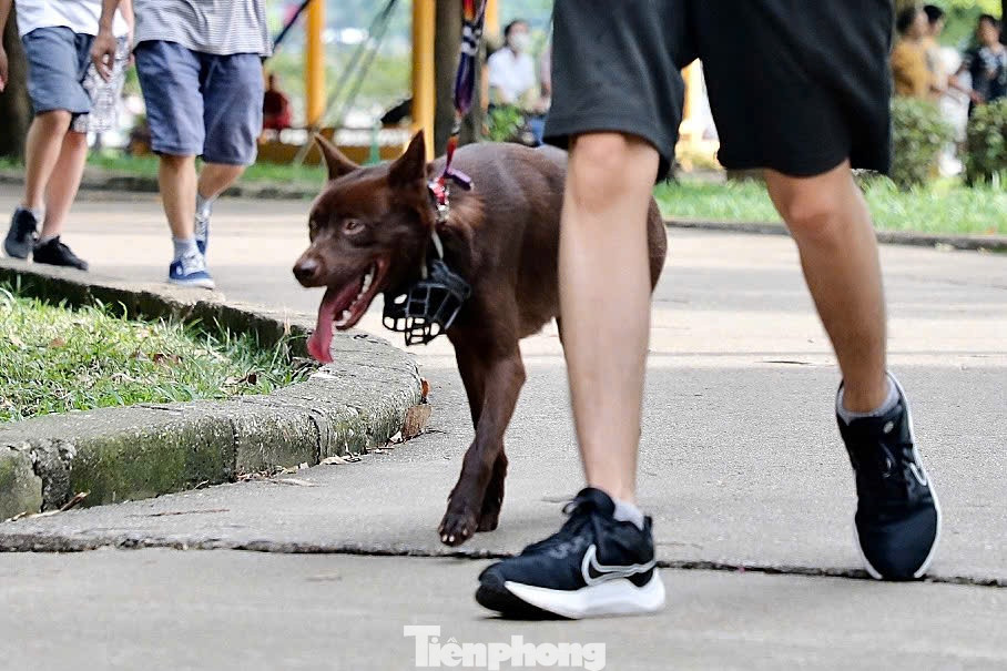 Mặc dù có trang bị rọ mõm nhưng người đàn ông này lại không đeo cho thú nuôi loại "khủng" của mình khi chạy bộ tại công viên.