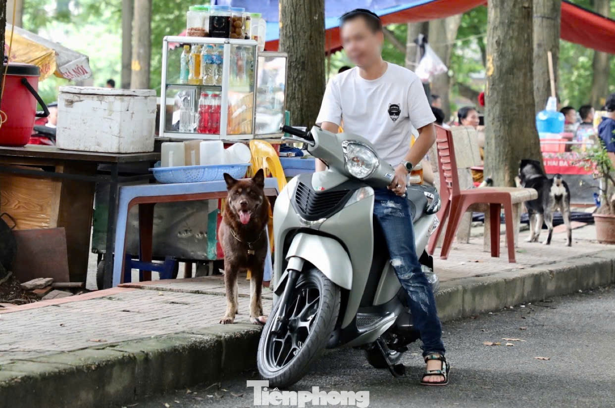 Tương tự, hình ảnh chó không đeo rọ mõm, thả rông cũng nhan nhản tại công viên Tuổi trẻ Thủ đô (quận Hai Bà Trưng). Tình trạng này đã diễn ra nhiều năm nay nhưng cũng không được kiểm soát chặt.
