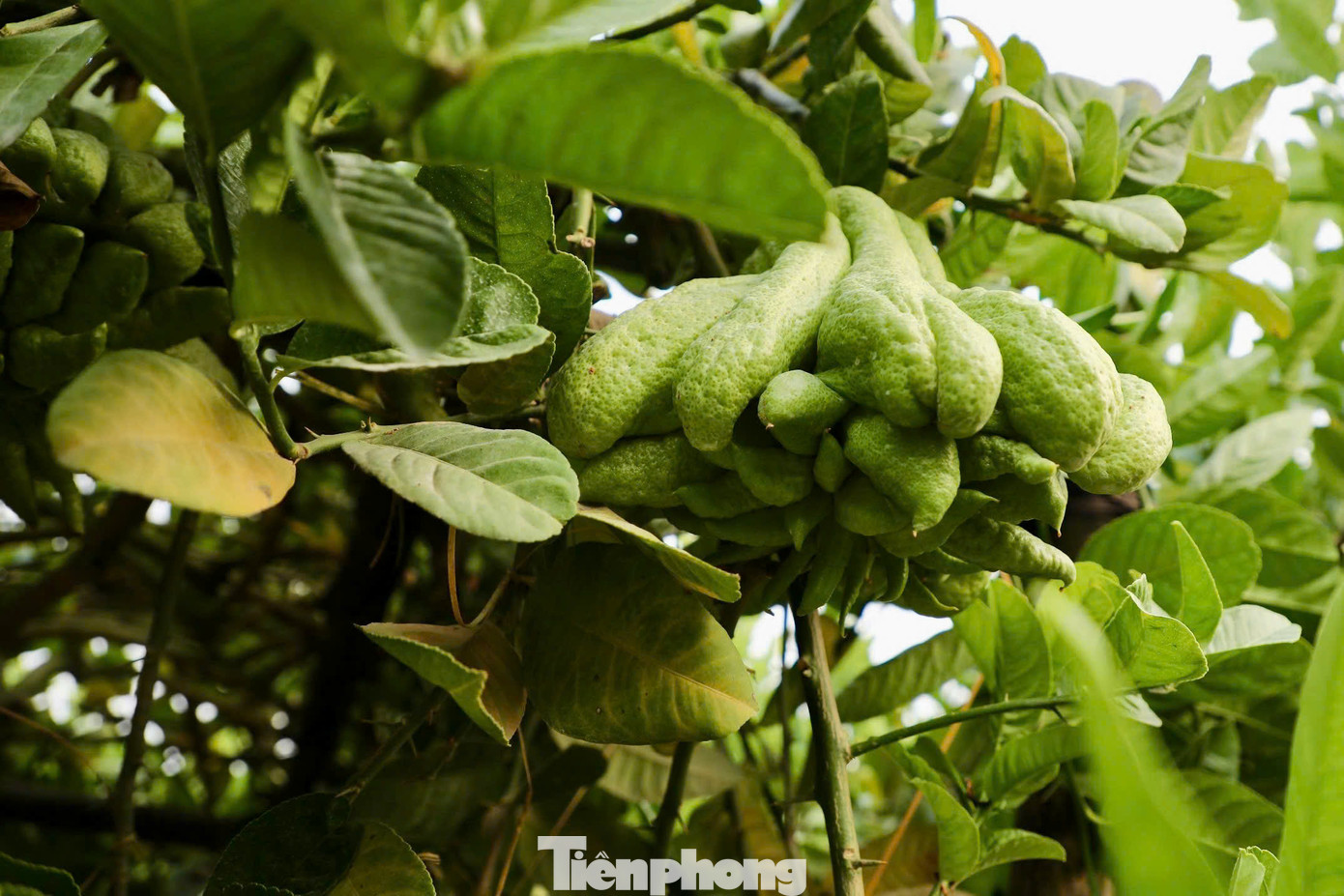 Phật thủ có hình dáng đặc biệt giống bàn tay Phật, được xem là biểu tượng của sự che chở, bảo vệ và mang lại bình an, tài lộc. Để có một quả phật thủ đẹp, cây cần được chăm sóc cẩn thận trong ít nhất 3 năm, từ khâu uốn cành, tỉa cành cho đến điều chỉnh thời điểm ra hoa, kết trái. Năm nay, người dân chỉ có thể dựa vào số quả ít ỏi còn sót lại để bù đắp phần nào thiệt hại.