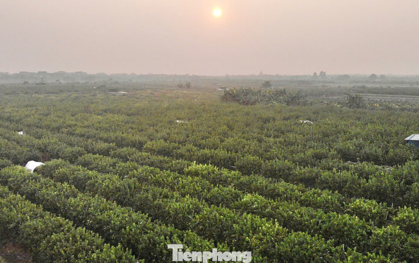 Huyện Đan Phượng, với các xã ven sông như Trung Châu, Đồng Tháp, Hồng Hà, Liên Hồng, từ lâu nổi tiếng là vùng trồng phật thủ lớn nhất miền Bắc. Sau cơn bão Yagi, những vườn cây giờ đây đã phủ xanh trở lại, tuy nhiên cây lại thưa quả, thậm chí không cho quả khiến không khí nơi đây trầm lắng hơn bao giờ hết.