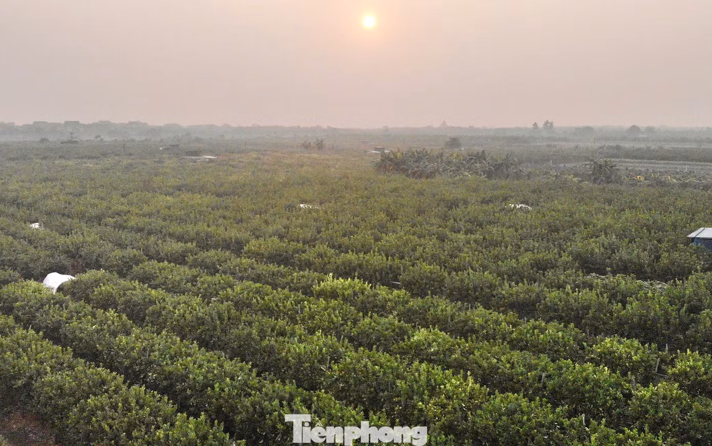 Huyện Đan Phượng, với các xã ven sông như Trung Châu, Đồng Tháp, Hồng Hà, Liên Hồng, từ lâu nổi tiếng là vùng trồng phật thủ lớn nhất miền Bắc. Sau cơn bão Yagi, những vườn cây giờ đây đã phủ xanh trở lại, tuy nhiên cây lại thưa quả, thậm chí không cho quả khiến không khí nơi đây trầm lắng hơn bao giờ hết.