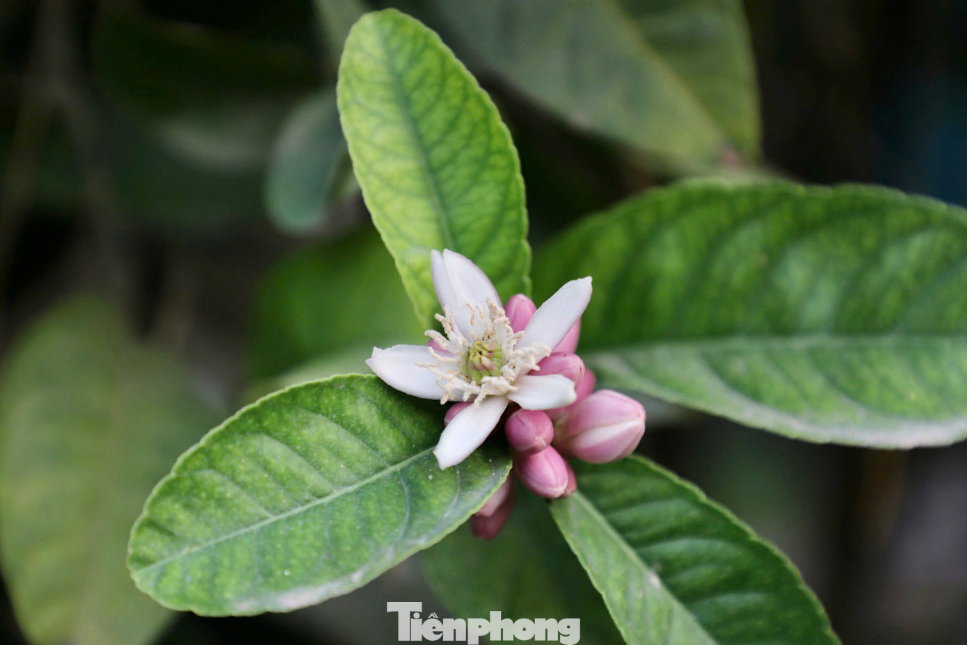 Những bông hoa phật thủ trắng tinh khôi, tỏa hương nhẹ nhàng, vẫn nở rộ giữa tán lá xanh mướt, mang lại hy vọng cho một mùa vụ mới.