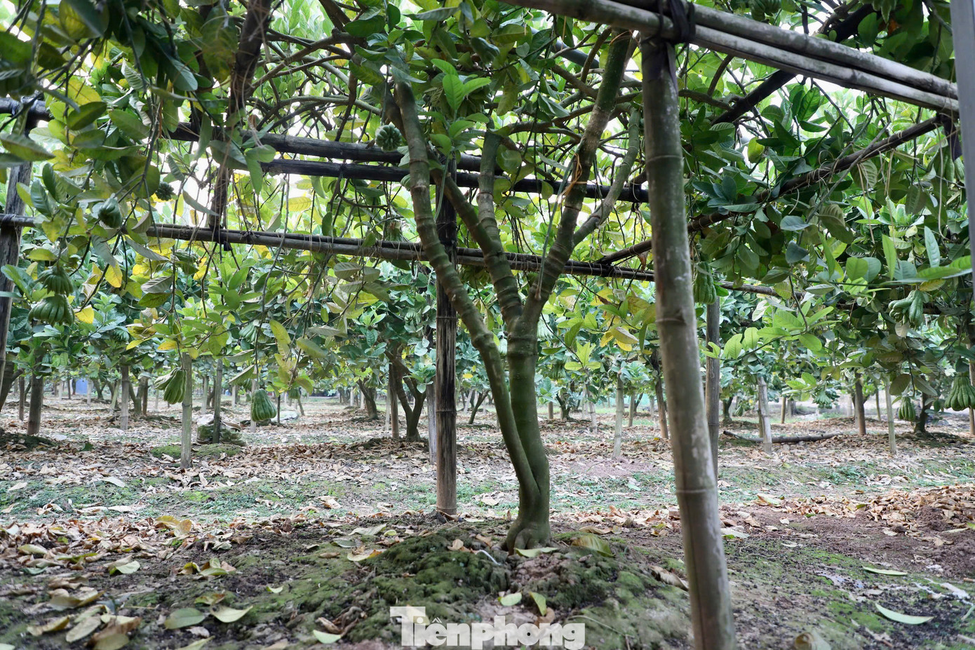 Trung bình, mỗi cây phật thủ đến vụ thu hoạch sẽ cho từ 40 - 70 quả, nhưng cơn bão Yagi đã khiến nước sông Hồng dâng cao, ngập úng suốt nhiều ngày. Nước ngập khiến quả bị thối, rụng và gây tổn thương cho bộ rễ cây. Giờ đây, nhiều cây chỉ mọc lại được vài quả non, thưa thớt, không đủ đáp ứng nhu cầu thị trường, trong khi người dân phải đối mặt với thiệt hại nặng nề và chi phí phục hồi lớn.