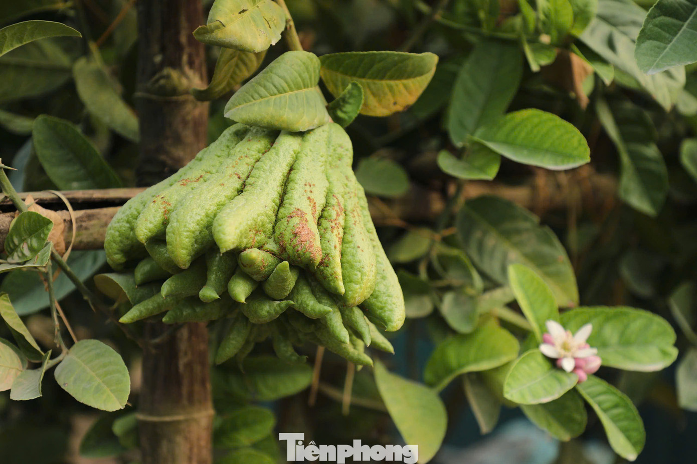 Giá bán mỗi quả phật thủ thường dao động từ 20.000 đến 60.000 đồng, với loại đẹp có thể đạt từ vài trăm nghìn đến vài triệu đồng. Tuy nhiên, theo các nhà vườn, năm nay giá phật thủ dự kiến sẽ tăng mạnh do mất mùa, nguồn cung giảm nghiêm trọng. Nhiều hộ dân thậm chí không có hàng để cung ứng ra thị trường.