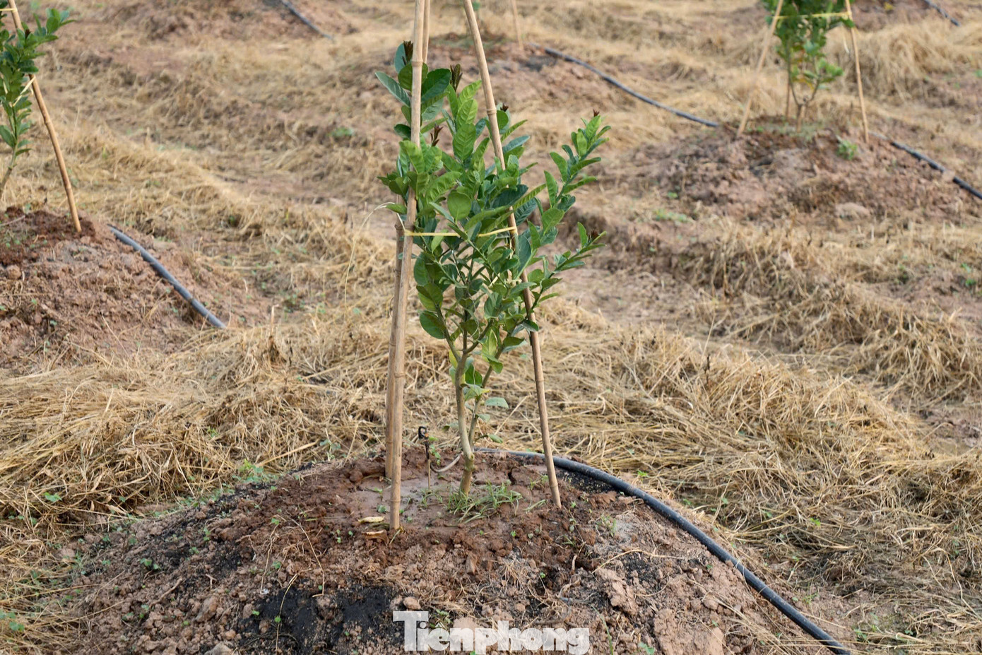 Các hộ dân nỗ lực trồng lại cây phật thủ.