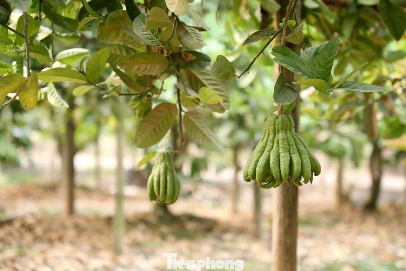Trung bình, mỗi cây phật thủ đến vụ thu hoạch sẽ cho từ 40 - 70 quả, nhưng cơn bão Yagi đã khiến nước sông Hồng dâng cao, ngập úng suốt nhiều ngày. Nước ngập khiến quả bị thối, rụng và gây tổn thương cho bộ rễ cây. Giờ đây, nhiều cây chỉ mọc lại được vài quả non, thưa thớt, không đủ đáp ứng nhu cầu thị trường, trong khi người dân phải đối mặt với thiệt hại nặng nề và chi phí phục hồi lớn.