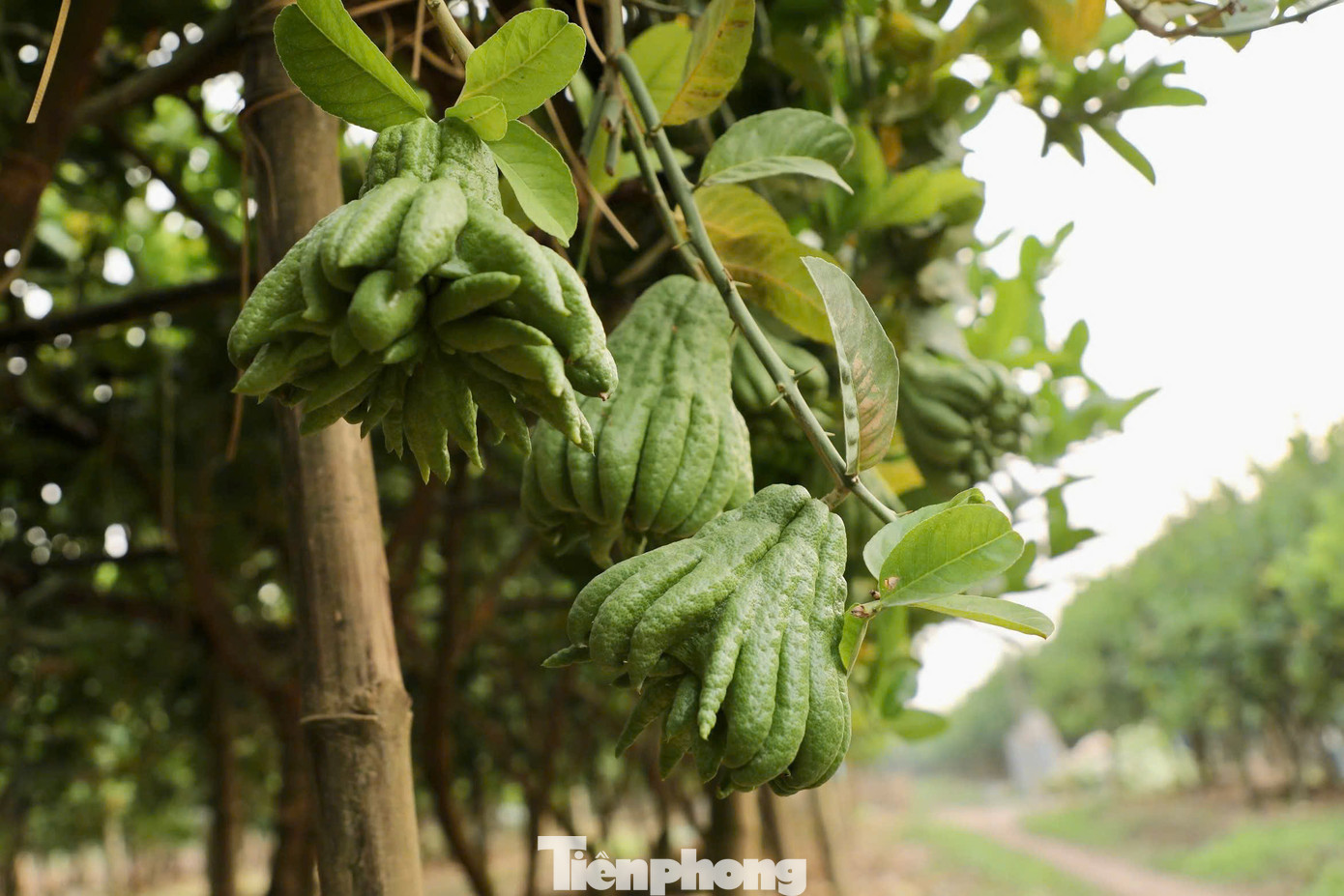 Việc khôi phục vườn phật thủ sau bão đòi hỏi rất nhiều công sức và chi phí. Người dân phải tiến hành nhiều công đoạn và thời gian để cải tạo cây.