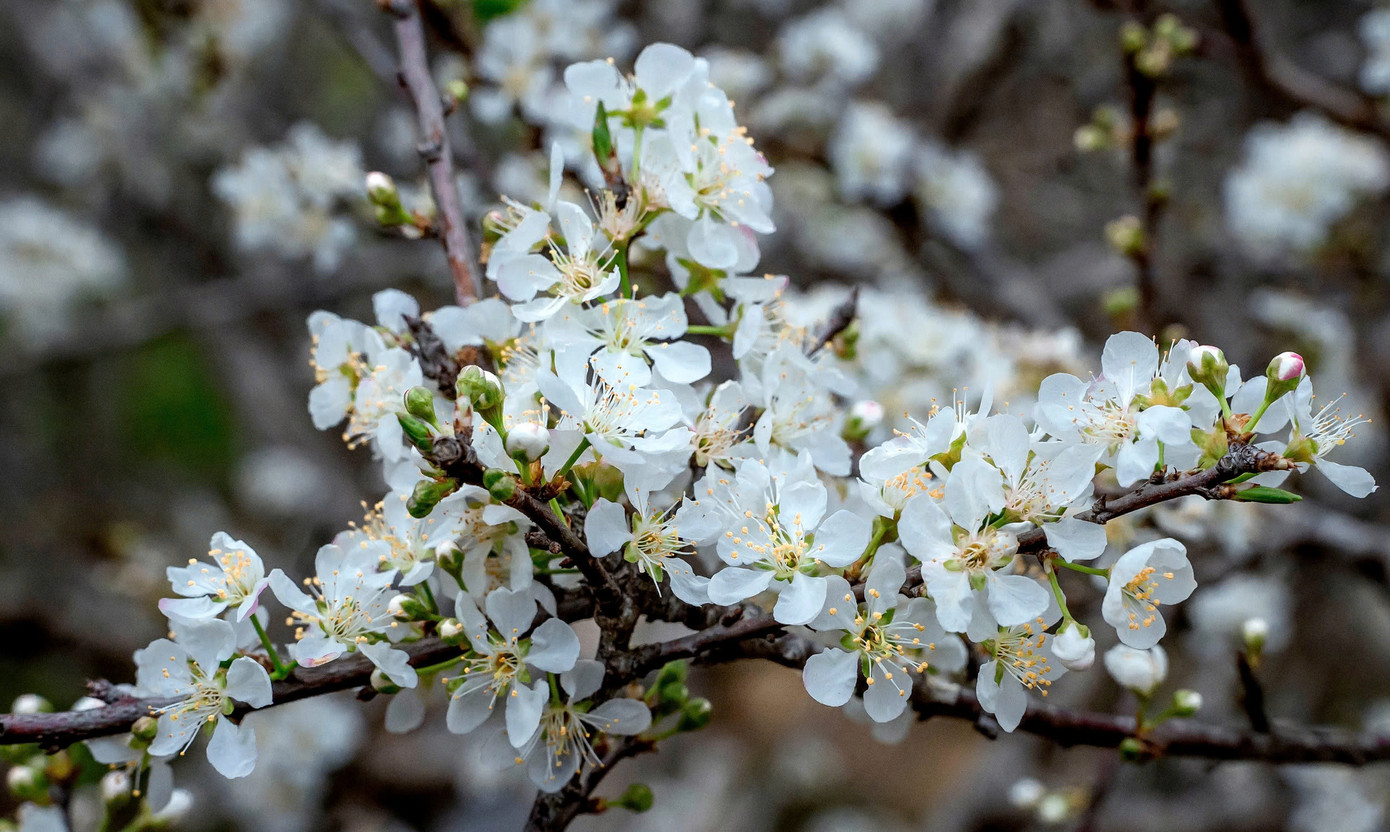 Những chùm hoa mận trắng muốt bung nở, cánh hoa mỏng manh rung rinh trong gió xuân, tỏa hương thơm dịu nhẹ giữa núi rừng.