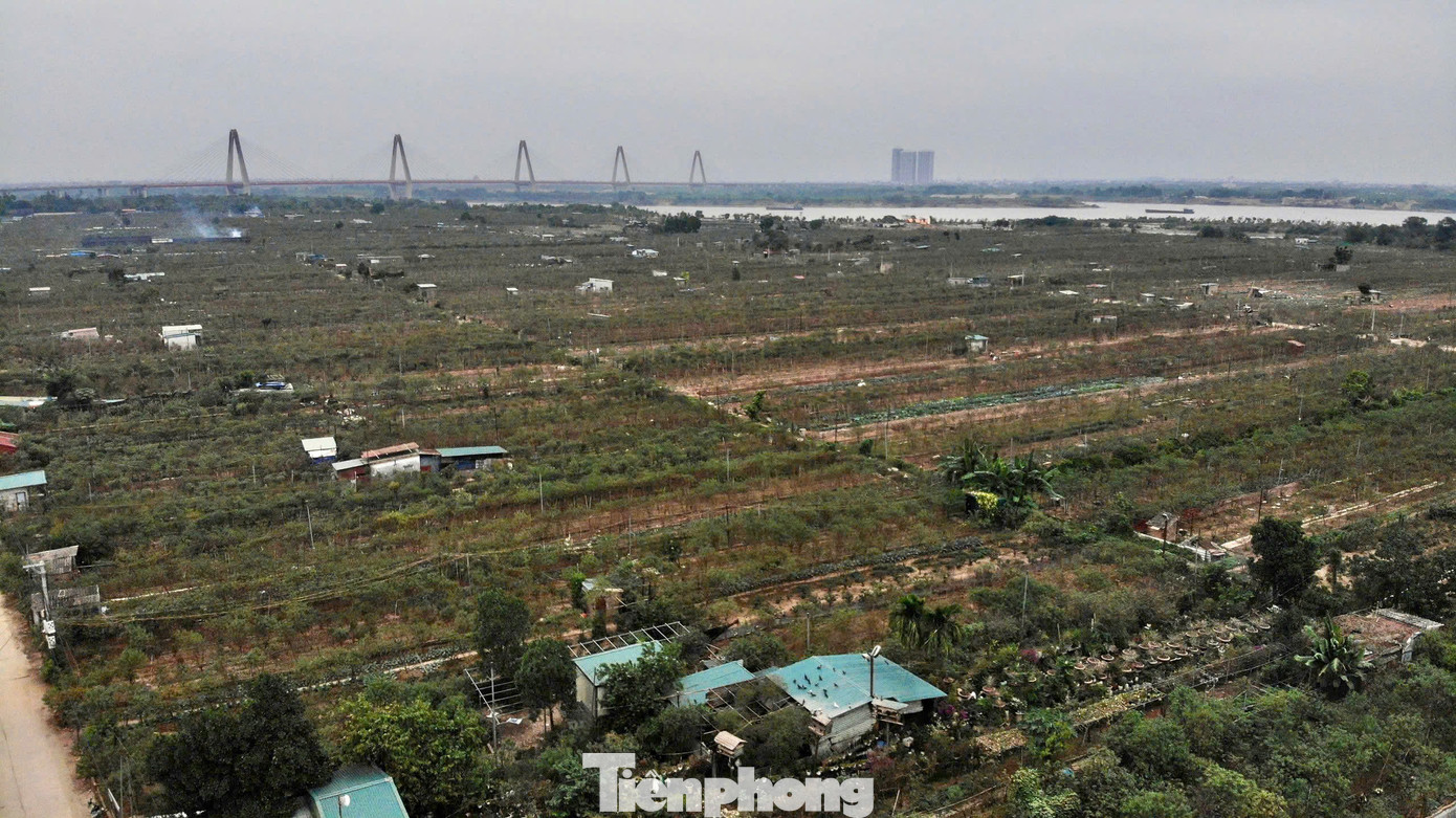 Trận ngập lụt do bão Yagi vào đầu tháng 9 vừa qua đã khiến vườn đào Thất thốn của ông Lê Hàm và các gia đình khác thiệt hại nặng nề. Ông Lê Hàm chia sẻ: “Gia đình tôi có khoảng 2.000 gốc Thất thốn nhưng đợt ngập vừa rồi đã khiến 80% số cây bị ảnh hưởng, trong đó 60% chết, 20% là chỉ cứu được gốc cây. Đau lòng nhất là những gốc đã trồng hàng chục năm đều chết cả. Chúng tôi chưa từng chứng kiến thiệt hại nào lớn như thế này”.