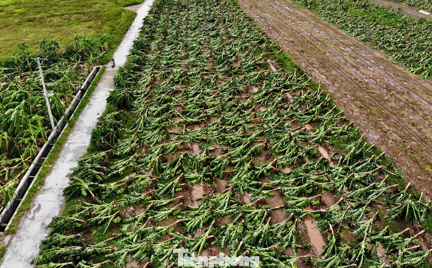 Từ trên đê sông Hồng nhìn ra những vạt chuối thuộc địa phận xã Hồng An (huyện Hưng Hà, Thái Bình) nằm rạp xuống đất.