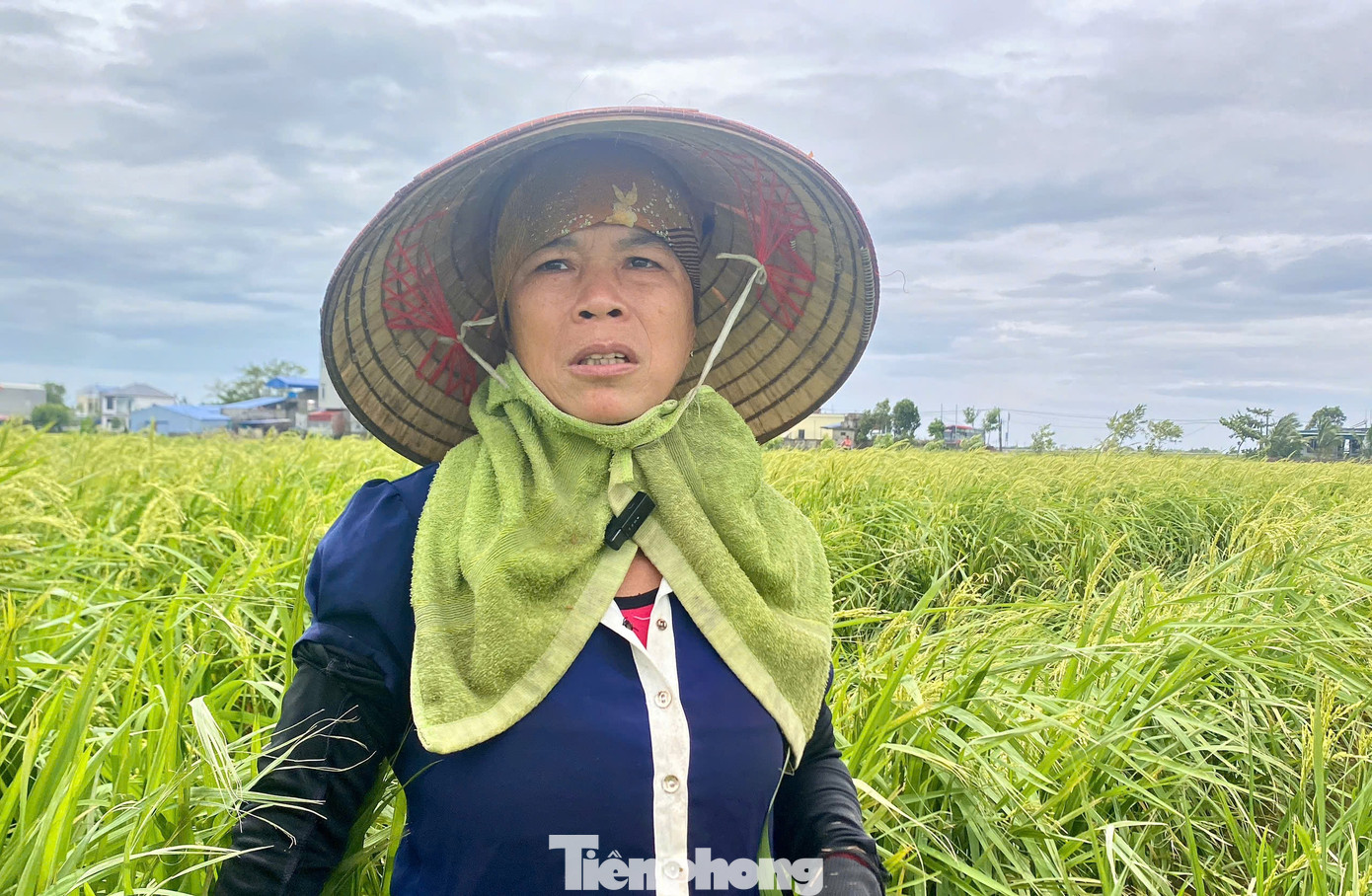 Bà Lưu Thị Sang (57 tuổi, thôn Việt Thắng, xã Hồng An) đang tranh thủ buộc lúa vừa đổ. Gia đình bà Sang có 8 sào thì có quá nửa bị đổ. “Tranh thủ trời ngớt mưa, tôi ra buộc không nay mai nắng nóng lúa thối hết. Anh nhìn xem, lúa đã trổ bông, còn khoảng 20 ngày nữa thì thu hoạch. Bao công chăm bẵm, phân bón, giờ chỉ mong được 20-30% thôi”, bà Sang nghẹn ngào.