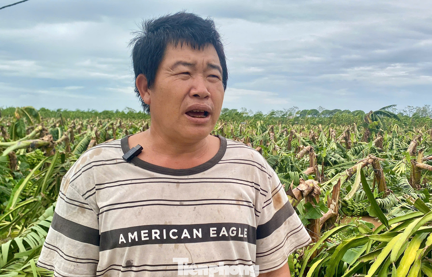 Anh Trần Quang Thúy (thôn Bắc Sơn) trồng 3 mẫu chuối. Dù đã chằng buộc kỹ càng nhưng những cây chuối vừa đậu quả non đã gẫy gục khi cơn bão đi qua. “Chuối trồng để đúng vụ Tết đang trổ bông. Giờ bão vào đổ nằm hết, mất hết. Đợt này gia đình tôi thiệt hại cả trăm triệu. Còn sau lưng tôi đây là nhà anh Hưng, anh ấy trồng diện tích lớn nhất ở đây, thiệt hại chưa đếm xuể”, anh Thúy nói.