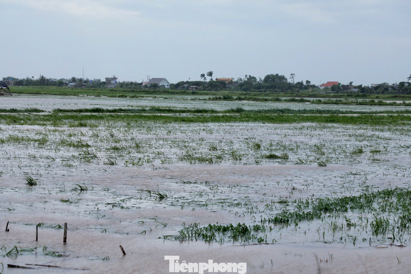 Sau bão số 3, tại xã Đông Lâm, Nam Chính, Nam Thắng... những mẫu lúa non cũng chìm nghỉm trong biển nước.