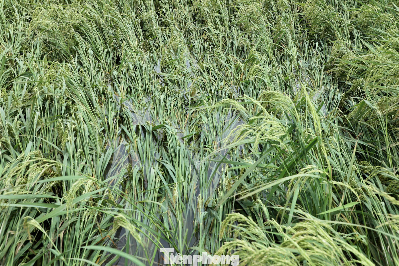 Ông Phạm Cao Quân, Chủ tịch UBND huyện Hưng Hà cho biết, hiện nay, huyện đang thống kê thiệt hại. Thống kê ban đầu tại huyện Hưng Hà thiệt hại nhiều về lúa và chuối (khu vực ngoài đê thuộc các xã Hồng An, Tiến Đức).