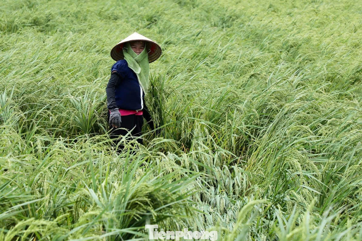 Bên cạnh đó, nhiều diện tích lúa đã trổ bông tại huyện Hưng Hà cũng đổ rạp.