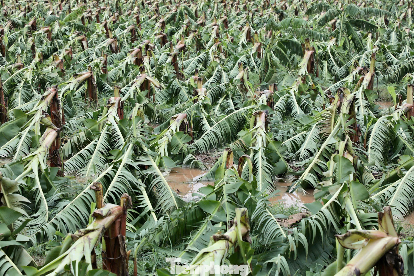 Những cây chuối mới trổ bông, những buồng non gẫy gập sau bão số 3.