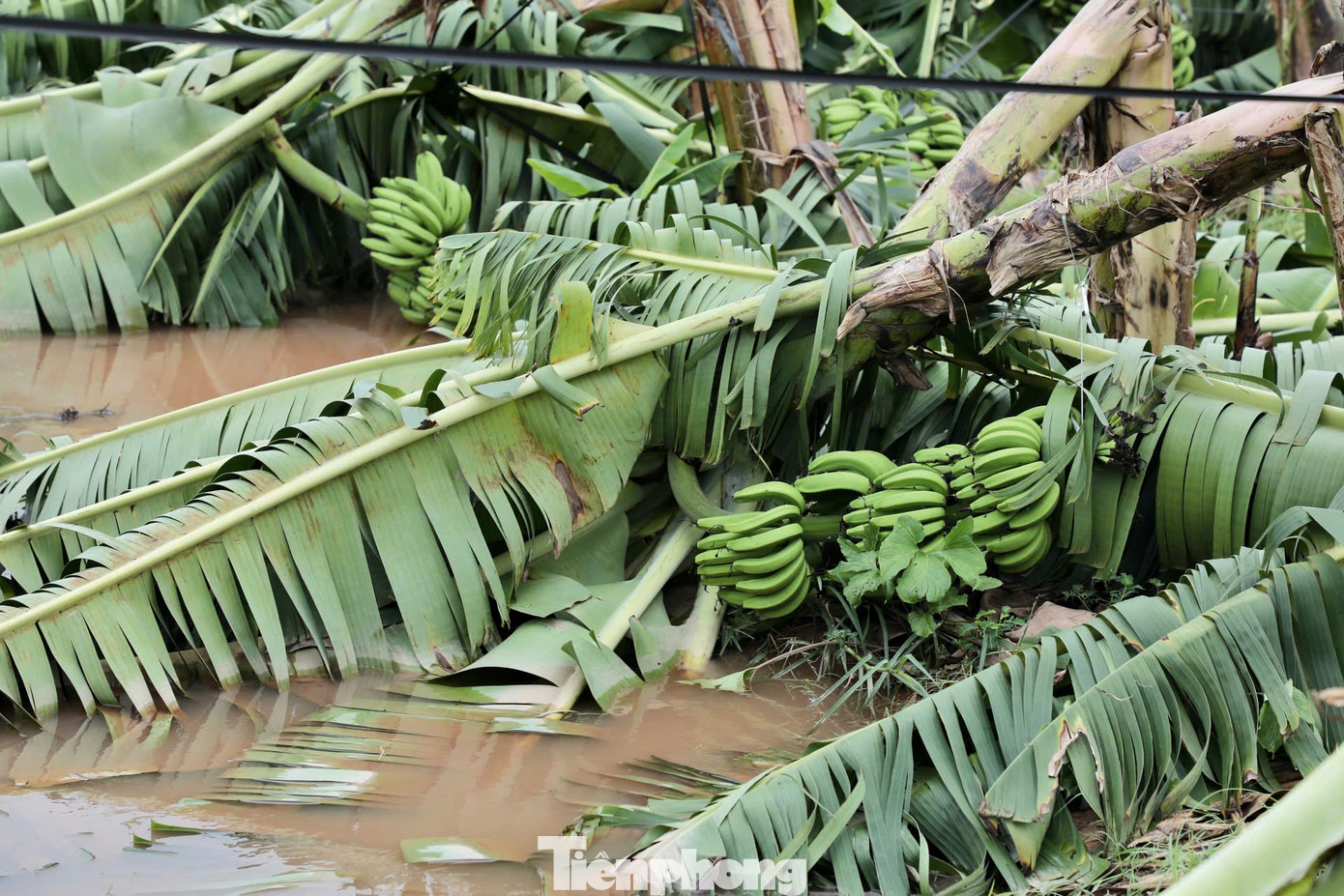 Những cây chuối mới trổ bông, những buồng non gẫy gập sau bão số 3.