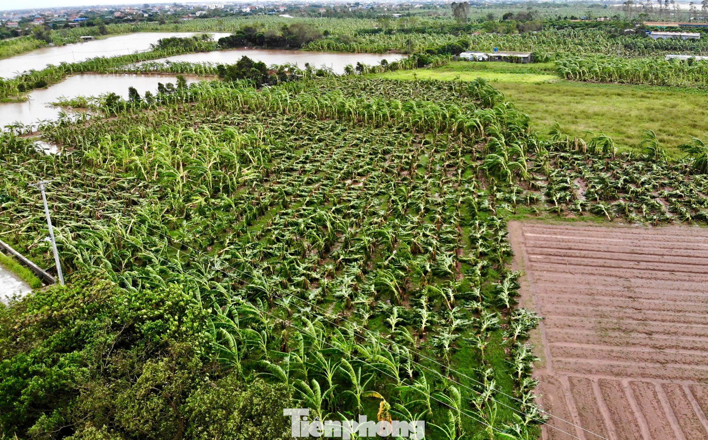 Cụ thể, tại xã Hồng An, Tiến Đức có 385ha chuối bị đổ ước tính thiệt hại khoảng 1 triệu buồng. Toàn huyện có hơn 8.000ha lúa trổ bị đổ; 2.200ha lúa chưa trổ bị dập; 1.215 cây ăn quả bị thiệt hại nặng nề; tập trung ở các bãi bồi ven sông Hồng, sông Luộc, sông Trà Lý. Ngoài ra, trên địa bàn huyện có trên 1.000ha rau màu bị ngập úng; nhiều công trình, nhà ở, trang trại bị lật mái tôn…