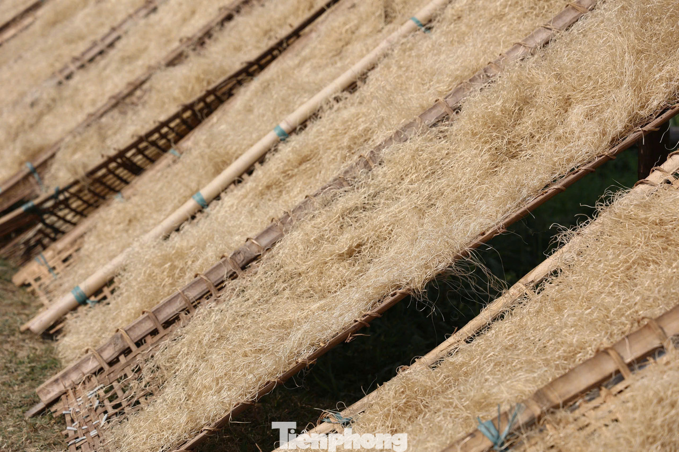 Những tấm phên tre phủ đầy miến trắng được trải dài khắp các ruộng, ánh nắng làm sợi miến thêm dai và trong đẹp mắt. Trời nắng tuy thuận lợi, nhưng cũng đòi hỏi người thợ phải cẩn thận. Nếu phơi quá lâu, miến có thể bị khô giòn, dễ gãy, không đạt chất lượng.