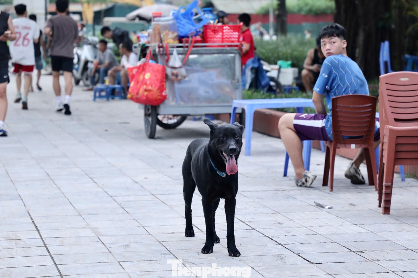 Trước đó, đầu năm 2022, Hà Nội lập gần 600 đội săn bắt chó thả rông trên địa bàn các quận huyện. Tuy nhiên, các đội bắt chó thả rông chỉ hoạt động rầm rộ thời gian đầu và tình trạng chó thả rông, không đeo rọ mõm lại tiếp tục tái diễn.