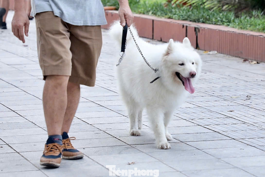 "Tôi rất lo lắng về tình trạng chó không đeo rọ mõm khi ra đường. Dù yêu quý động vật, nhưng việc này thực sự nguy hiểm cho cộng đồng. Tôi mong các chủ chó hãy có ý thức hơn khi cho chó ra ngoài và cơ quan chức năng cần quyết liệt, mạnh tay trong vấn đề này", chị Thanh Thuý (quận Hoàng Mai) chia sẻ.