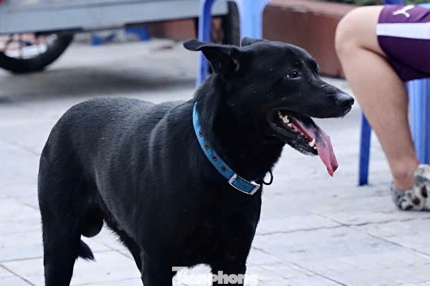 Sở Y tế Hà Nội nhận định, bệnh dại sẽ có diễn biến phức tạp, nhất là ở những huyện ngoại thành. Ngành Thú y Thủ đô cũng yêu cầu các địa phương hễ gặp chó thả rông là bắt lại, tiêu hủy, không kiêng nể.