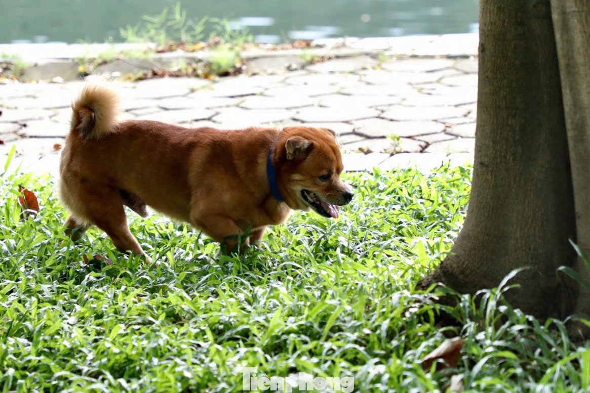 Nhiều chủ chó mặc kệ cho thú cưng của mình phóng uế ra thảm cỏ trong công viên.