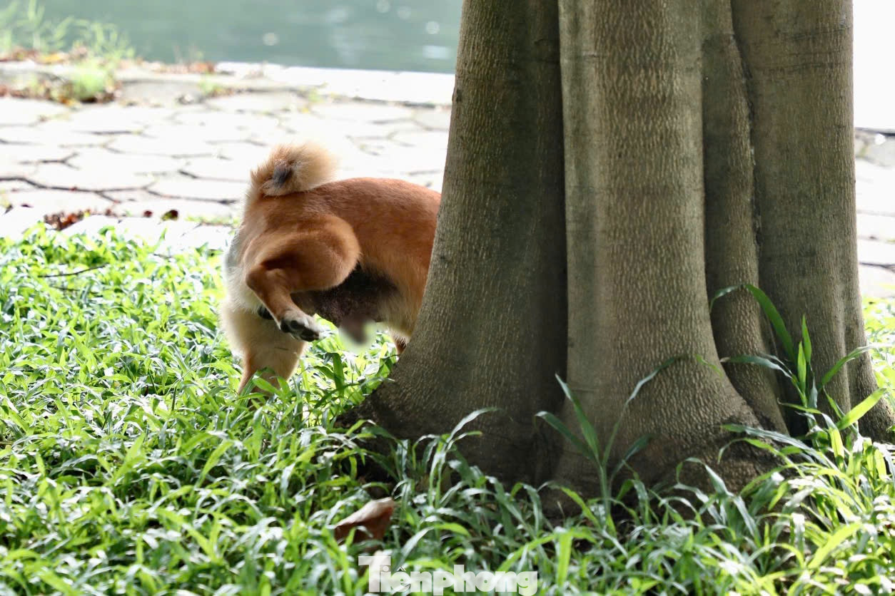 Nhiều chủ chó mặc kệ cho thú cưng của mình phóng uế ra thảm cỏ trong công viên.