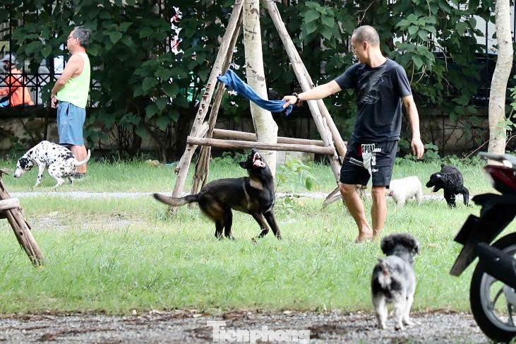 Hàng chục con chó các loại không đeo rọ mõm tại công viên Tuổi trẻ Thủ đô.