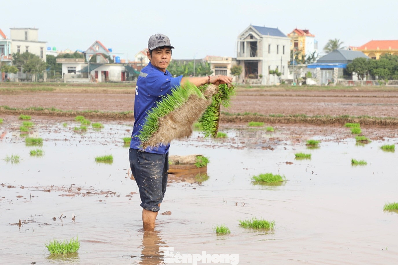 Nông dân vận chuyển mạ ra đồng ruộng bằng xe kéo. Sau đó sẽ chia mạ trước và tiến hành cấy. Ra đồng cấy lúa phần lớn đều do người phụ nữ đảm nhiệm, nhưng không khó để bắt gặp những người đàn ông khéo léo, tỉ mỉ cùng gia đình chăm lo việc đồng áng.