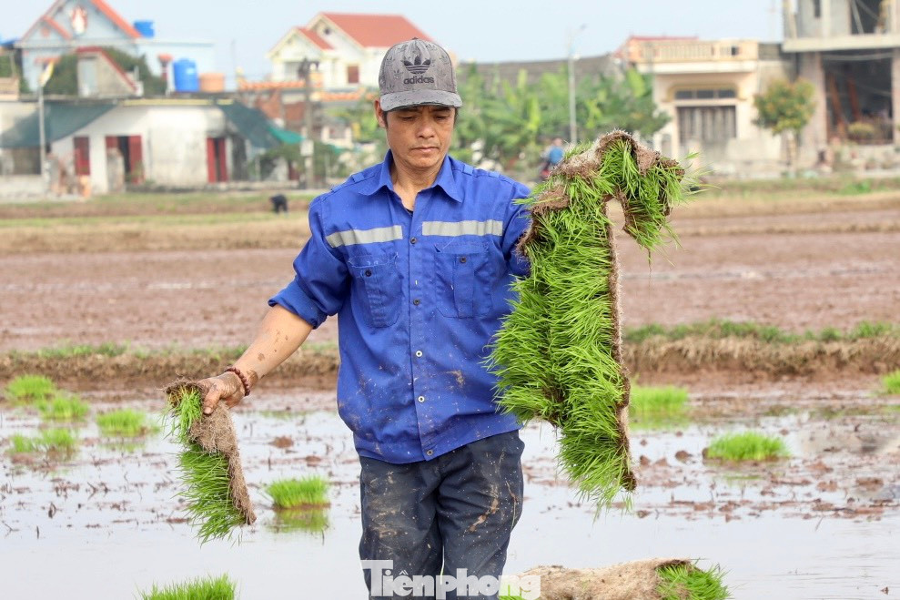 Nông dân vận chuyển mạ ra đồng ruộng bằng xe kéo. Sau đó sẽ chia mạ trước và tiến hành cấy. Ra đồng cấy lúa phần lớn đều do người phụ nữ đảm nhiệm, nhưng không khó để bắt gặp những người đàn ông khéo léo, tỉ mỉ cùng gia đình chăm lo việc đồng áng.