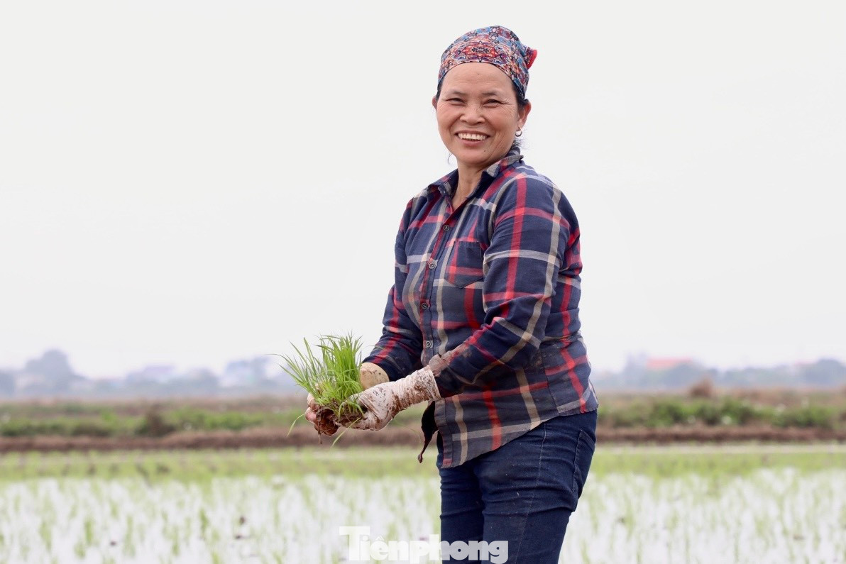 Với diện tích 1,3 mẫu ruộng, gia đình bà Đinh Thị Cúc (55 tuổi, xã Giao Thanh) cần 7 lao động để hoàn thiện việc cấy lúa trong ngày. “Để tiết kiệm thời gian và sức lao động, chúng tôi cấy đổi công cho nhau. Hôm nay mình đi cấy cho nhà hàng xóm, ngày mai nhà họ lại cấy trả công cho mình. Như vậy vừa nhanh mà lại vui, tình cảm làng xóm gắn kết hơn”, bà Cúc chia sẻ.