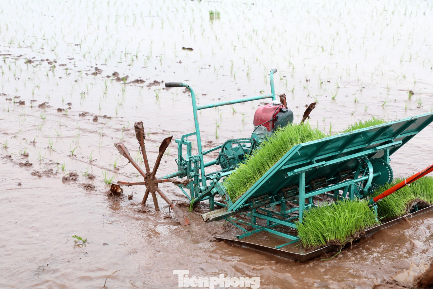 Với việc áp dụng cơ giới hóa vào quá trình gieo cấy lúa, nhiều năm nay gia đình ông Trần Duy Độ (60 tuổi, xã Giao Thanh) đã nâng cao hiệu suất lao động và có thêm thu nhập từ việc cấy dịch vụ trọn gói.