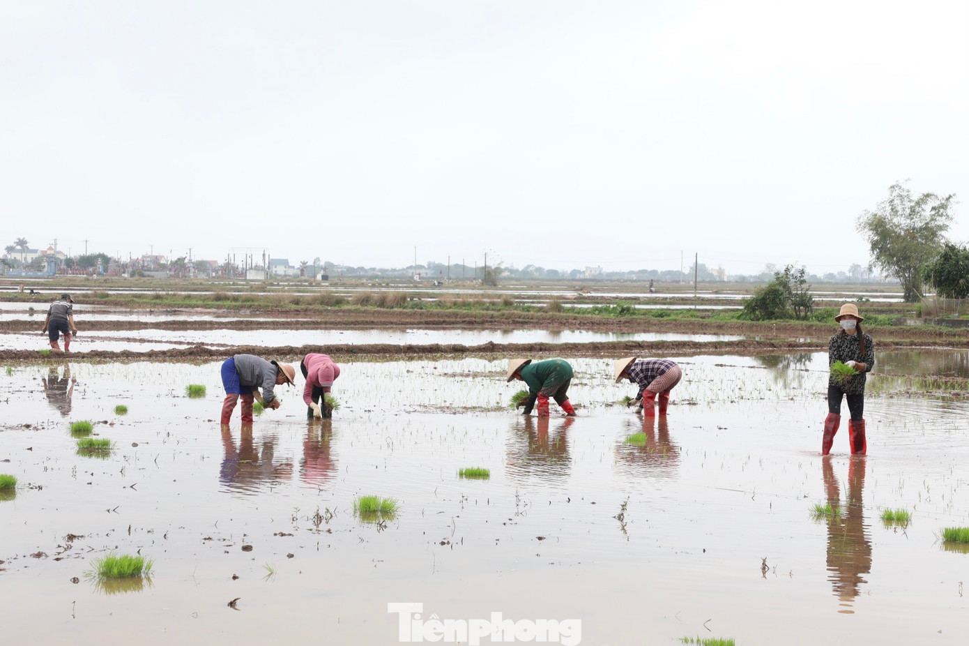 Ghi nhận của PV báo Tiền Phong, từ sáng sớm ngày Mùng 5 Tết Nguyên đán, trên các cánh đồng xã Giao Thanh, xã Hồng Thuận... (huyện Giao Thuỷ, Nam Định) đã tấp nập bà con nông dân ra đồng cấy lúa đầu xuân.