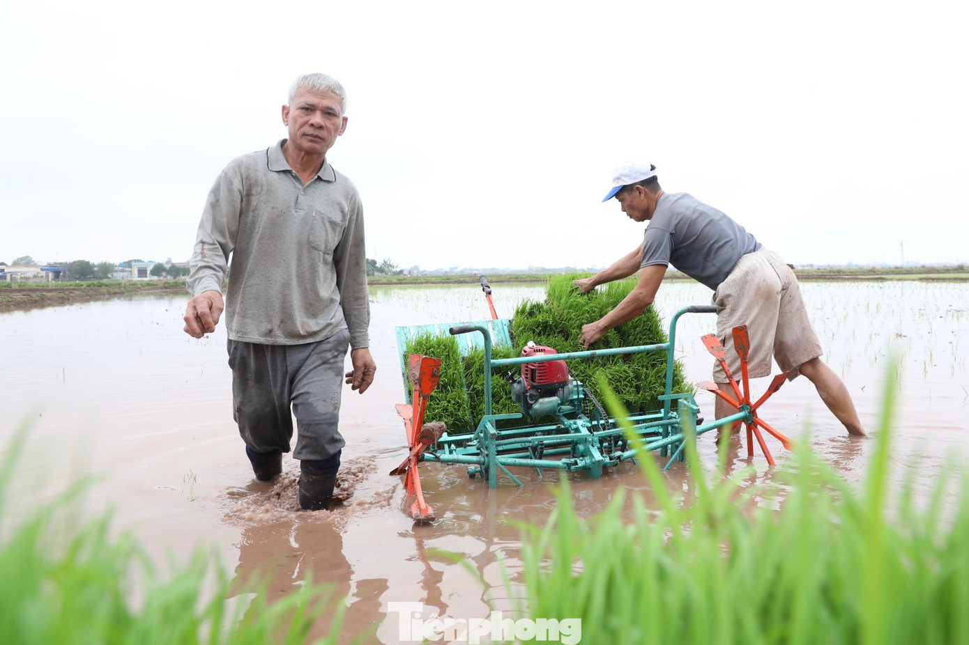 "Cấy máy giúp giải phóng sức lao động, đồng thời lúa sẽ đều, ít sâu bệnh, năng suất cao hơn so với cấy tay 10-15%", ông Trần Duy Độ nói và cho biết chiếc máy cấy chạy xăng của ông có giá gần 20 triệu đồng.