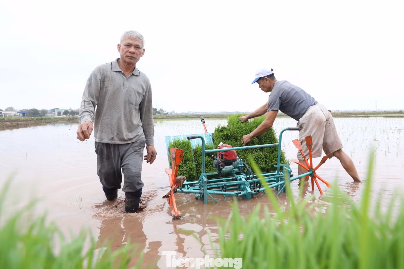 "Cấy máy giúp giải phóng sức lao động, đồng thời lúa sẽ đều, ít sâu bệnh, năng suất cao hơn so với cấy tay 10-15%", ông Trần Duy Độ nói và cho biết chiếc máy cấy chạy xăng của ông có giá gần 20 triệu đồng.