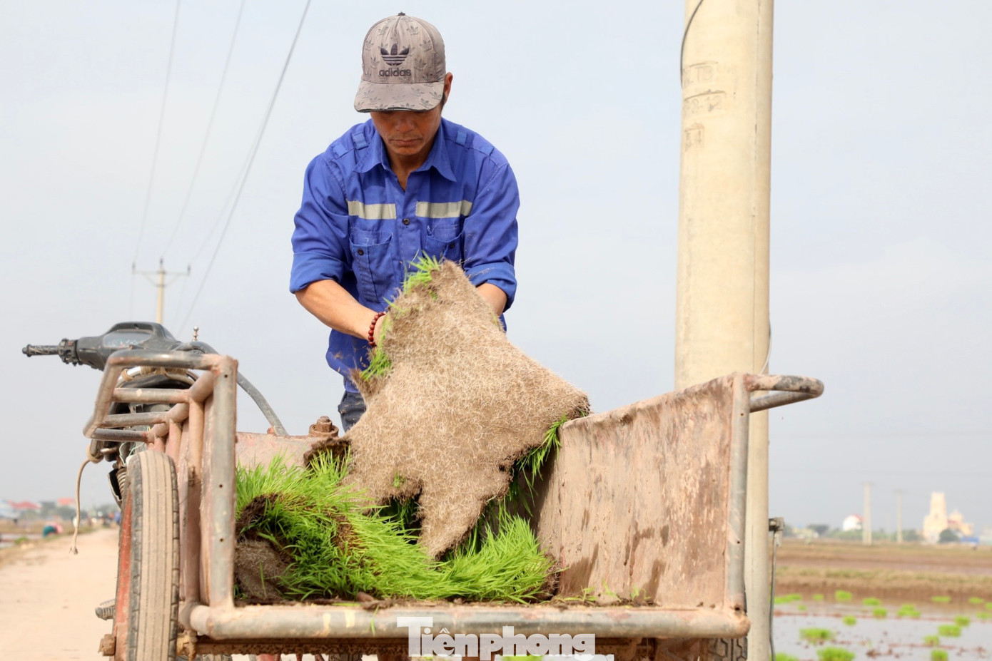 Nông dân vận chuyển mạ ra đồng ruộng bằng xe kéo. Sau đó sẽ chia mạ trước và tiến hành cấy. Ra đồng cấy lúa phần lớn đều do người phụ nữ đảm nhiệm, nhưng không khó để bắt gặp những người đàn ông khéo léo, tỉ mỉ cùng gia đình chăm lo việc đồng áng.