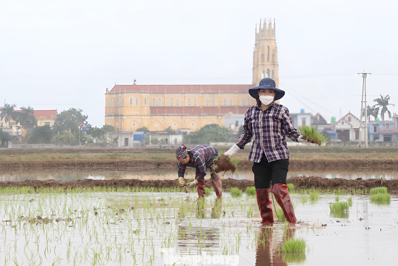 Màu xanh của mạ non dần dệt kín những cánh đồng.