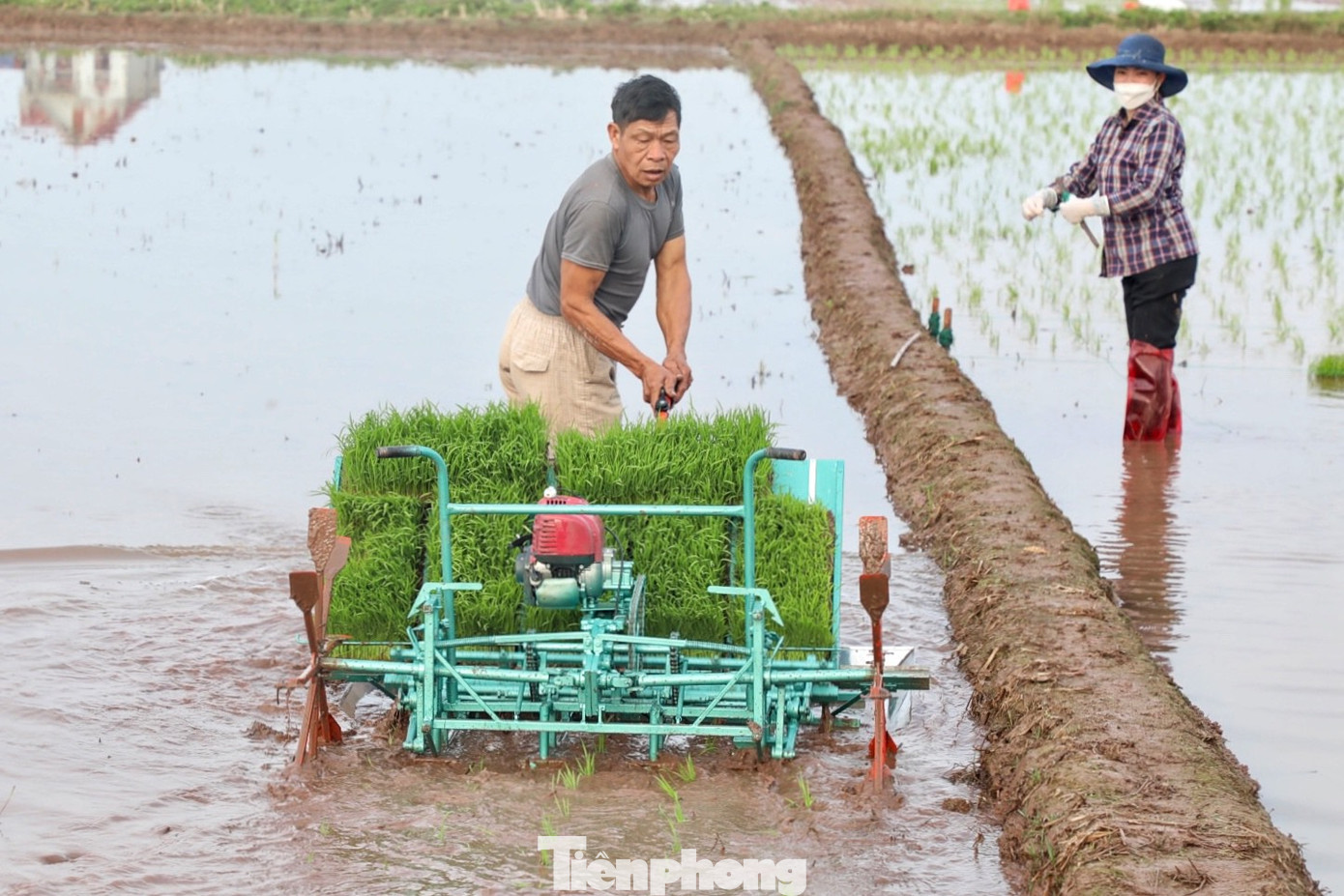 Với việc áp dụng cơ giới hóa vào quá trình gieo cấy lúa, nhiều năm nay gia đình ông Trần Duy Độ (60 tuổi, xã Giao Thanh) đã nâng cao hiệu suất lao động và có thêm thu nhập từ việc cấy dịch vụ trọn gói.